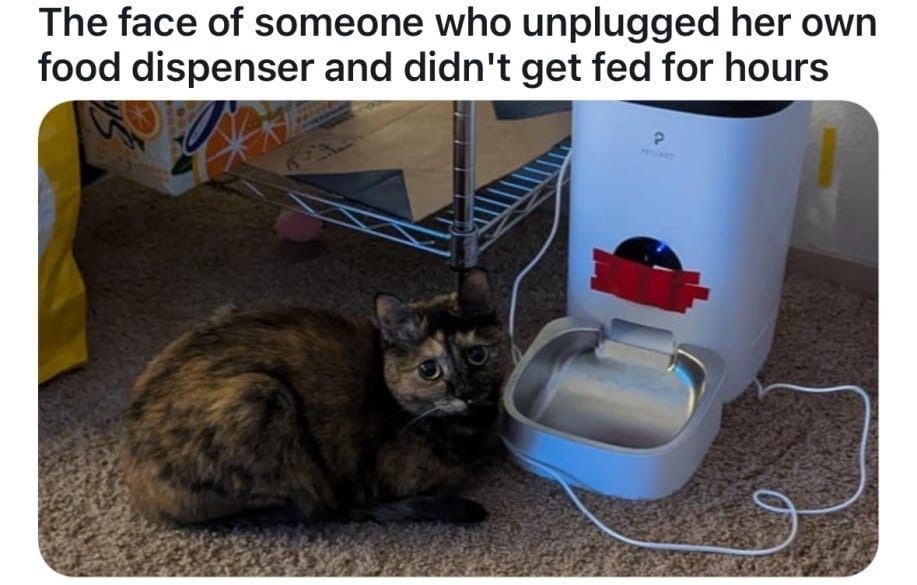 The face of someone who unplugged her own food dispenser and didn't get fed for hours