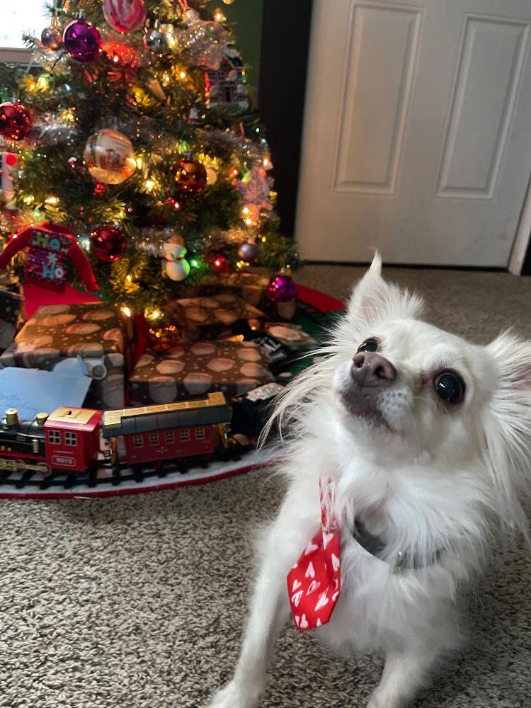 creme colored chihuahua mix with a black collar and red tie with hearts on it in front of a small decorated Christmas tree with a train around it and wrapped presents underneath