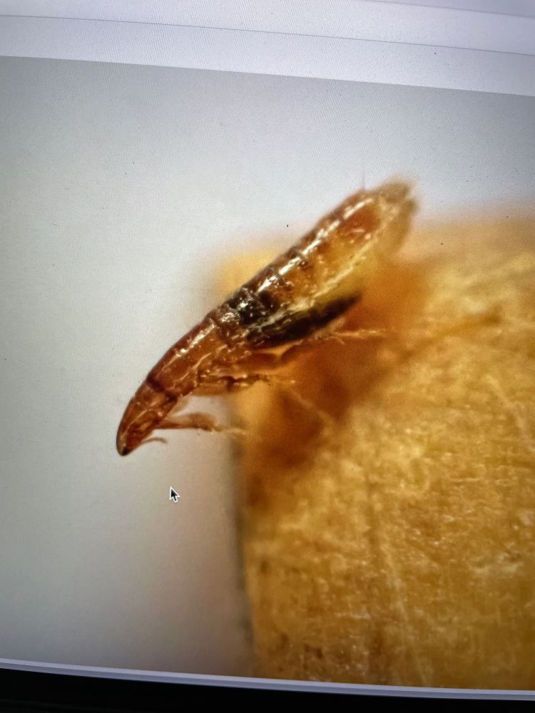 A photograph of a flea.