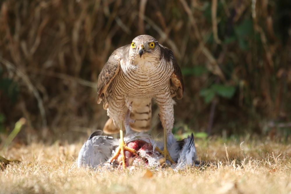 The same bird, this time stood over it's prey, a wood pigeon. The chest of the pigeon is plucked and has most of the flesh removed. The hawk is facing the camera, its yellow eyes fixed on the lens.