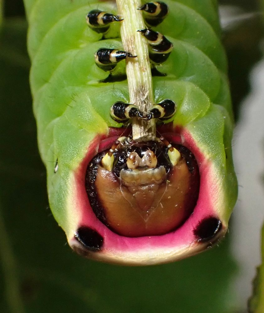 A head on photo of the impressive looking Puss moth caterpillar which is upside down on a poplar leaf stem.
Its pale brown head is surrounded by a vividly pink shroud  which has two black eye spots above the real head. Its green body has six true legs that are black and yellow striped.