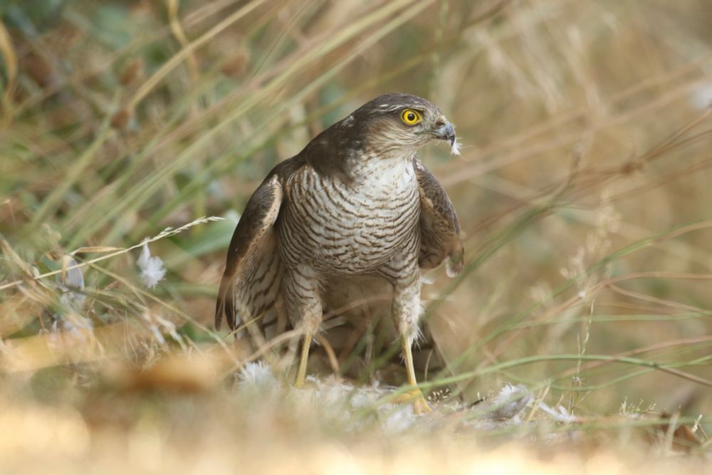 Photo of a female sparrow hawk. A medium sized hawk, brown in colour with a barred chest stands in long vegetation looking to to the right of picture.