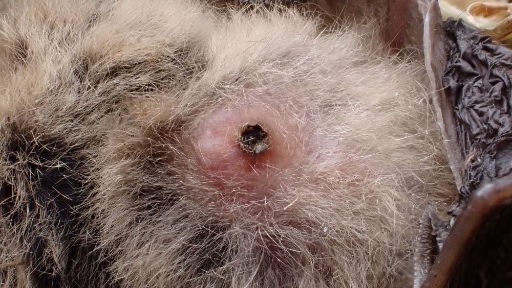 A photo of a scabbed over wound on a dead Bat, the skin is bare around the apparent wound, elsewhere soft brown fur covers the mammals body.