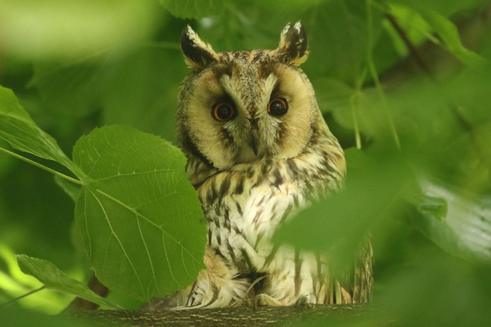 A photo of an Adult Long-Eared Owl in a lime tree.
This bird and it's mate nested in the middle of Vienna, Austria and its said they raised three chicks. The location was University court yard filled with mature Lime trees. I eventually found it just a few metres up, right above a paved path where students, lecturers and visitors frequently passed under. We had amazing views of it which we shared with anyone interested, watching it preen and doze through the morning. 