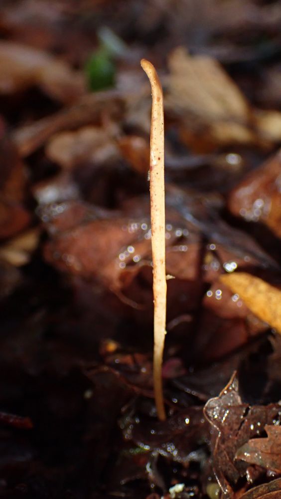 A slender and pale coloured pipe fungus growing  in leaf litter on a woodland floor.