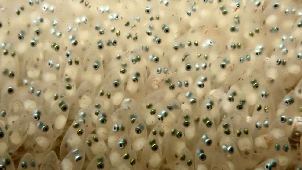 Close up photo of young fish in their egg sacs. These are a species of Goby and they were about the break free of the sacs and begin life as free swimming young.
In the photo are tens of silver eyes each with a dark centre. The bodies are transparent with just the pale cream blob of internal organs visible.