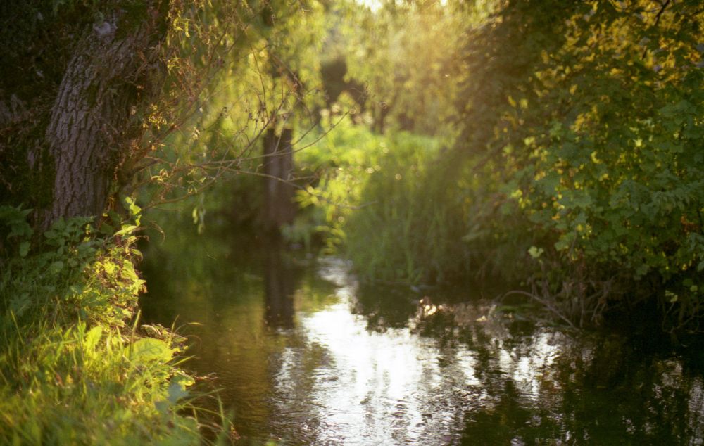 ein fluss mit weiden bei gegenlicht. das irisierende sonnenlicht scheint golden durch das laub.