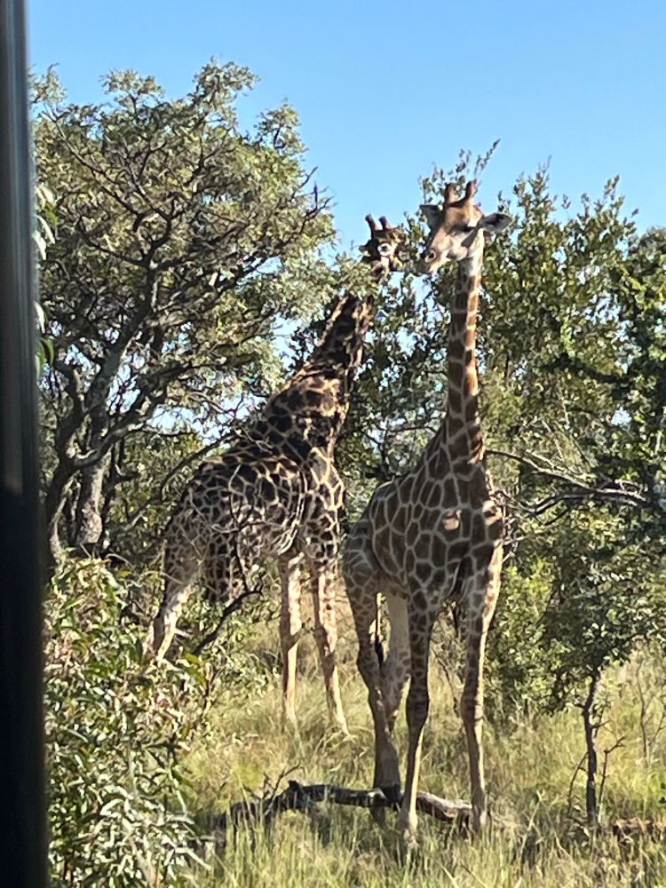 A male and female giraffe eating leaves in the African bush. 