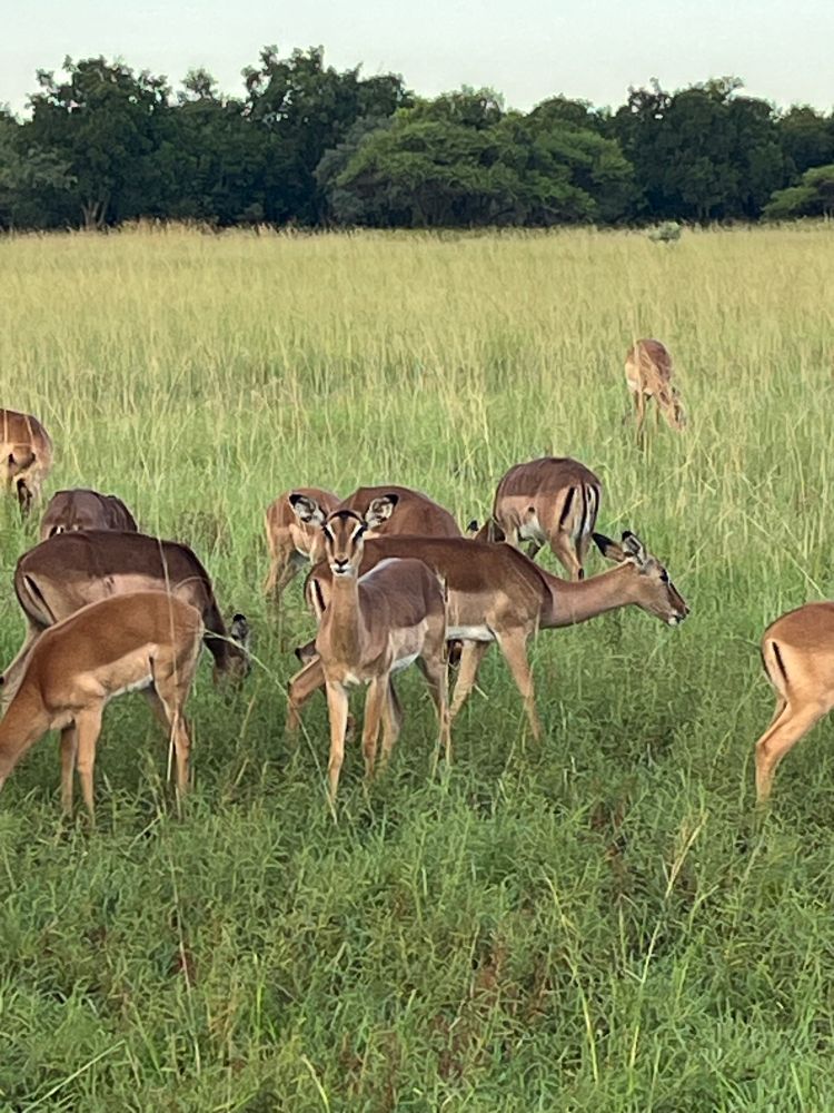 A pack of impalas grazing.