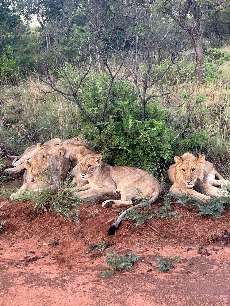 A Pride of Lion cubs resting roadside on the Mabula Game Reserve. 