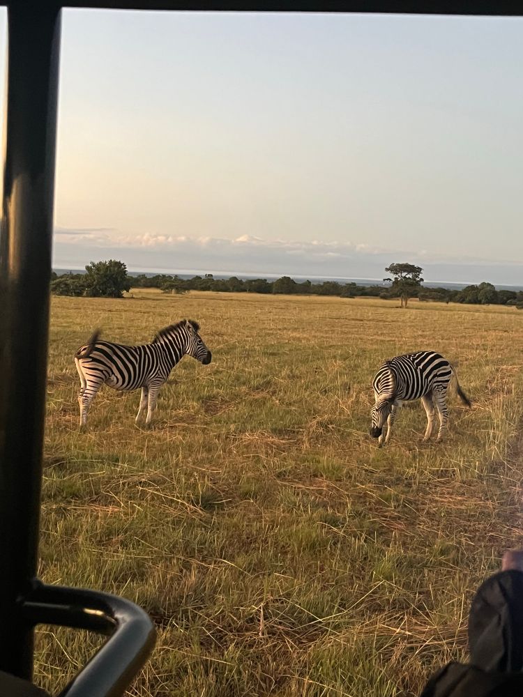 Zebras grazing. 
