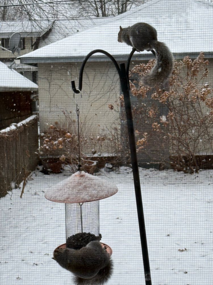 One squirrel rests on the tray of the bird feeder while another perches on top of the Shepard’s hook supporting the feeder