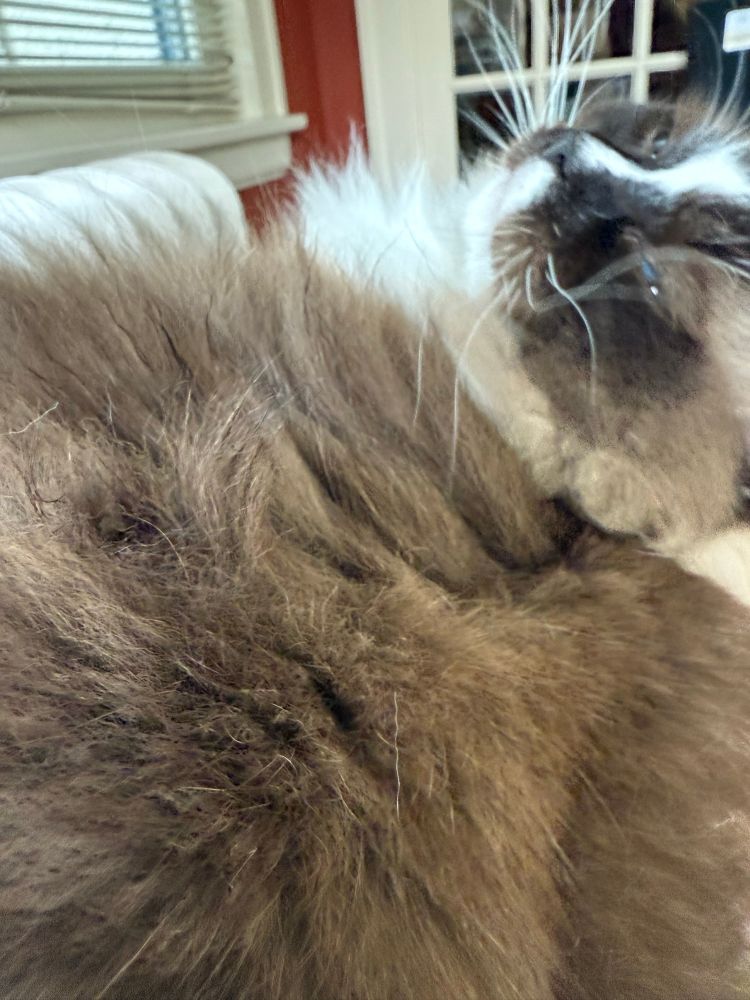 A floofy cat back. There is very subtle evidence that someone has been licking on him in the form of darker, crimped sections of hair. The cat has rolled his head back and is looking irritable