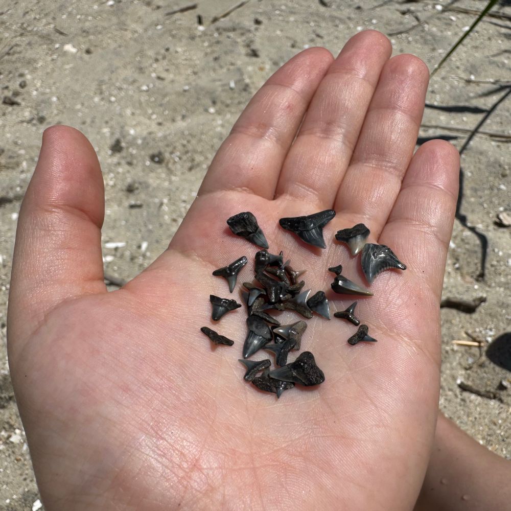 A handful of fossilized shark teeth with a beach background. 