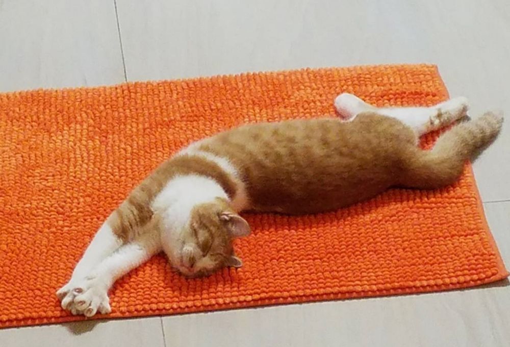 My cat little tiger stretching out on an orange rug.