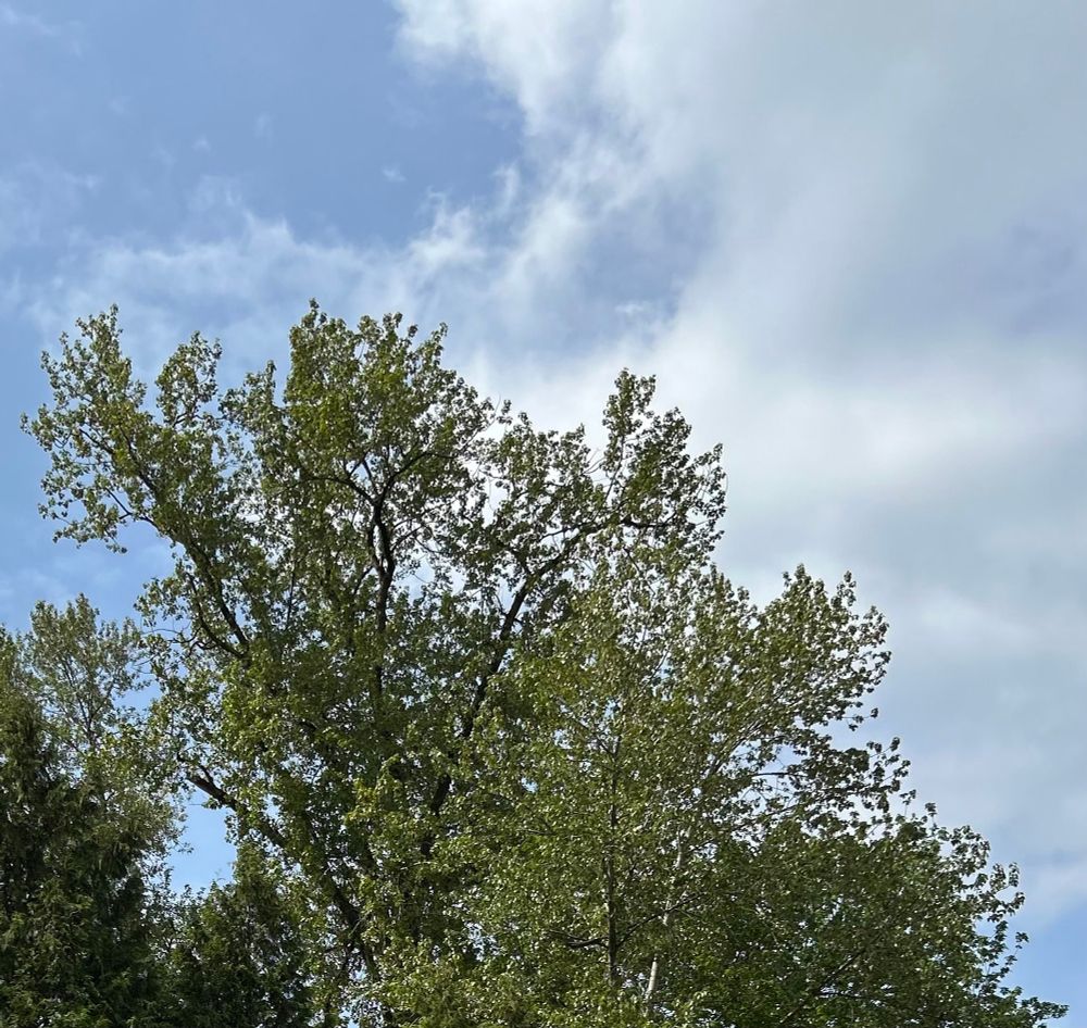 Looking up at the top of a deciduous tree, behind it to the right are white fluffy clouds. Top left corner has mostly blue skies.