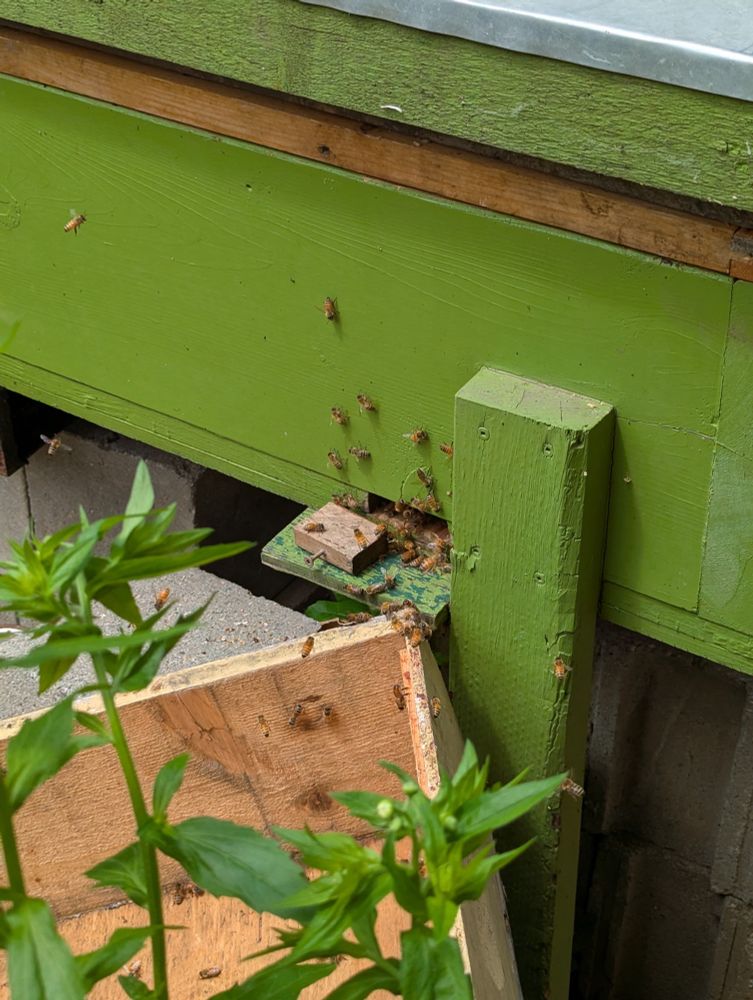 Beekeeper sent me this photo just now, the queen and her rescued swarm of honeybees, settling into their new home. The lid to the temporary transfer/rescue hive box is open, and a line of honeybees is crawling inside a brightly painted green hive box.