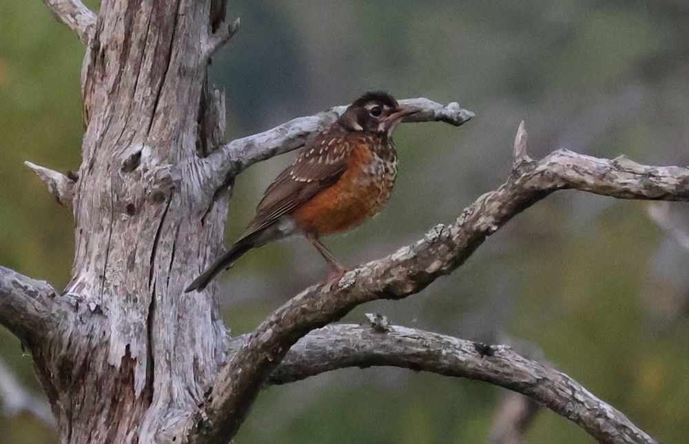 A juvenile American robin with brown back and wings, a red chest, and brown head with white speckles all over it sits on the branch of a grey and dying tree in a forest. 