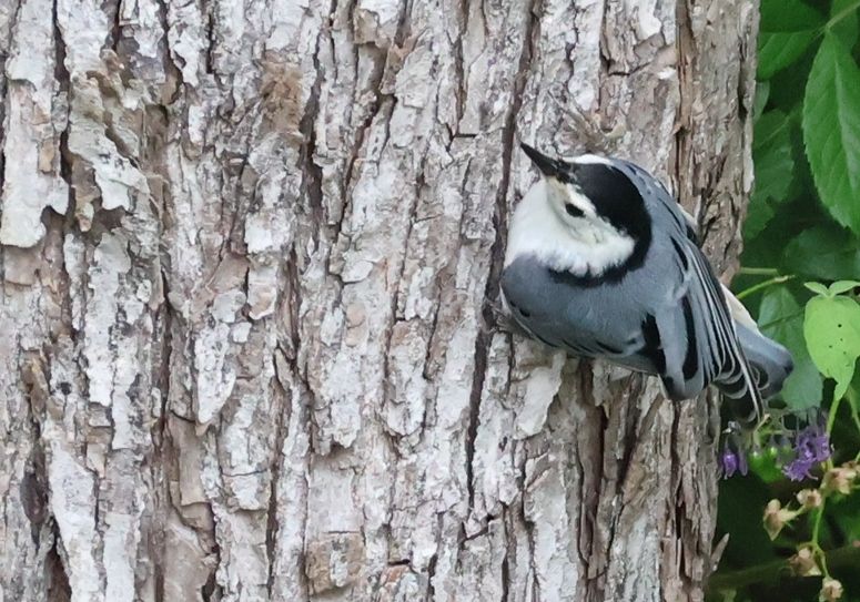 A white-breasted nuthatch with white, black, and grey plumage. It has a white back, black head, and grey and black wings, and a white throat and belly. In this photo, it's perched on the side of a tree looking to the left.