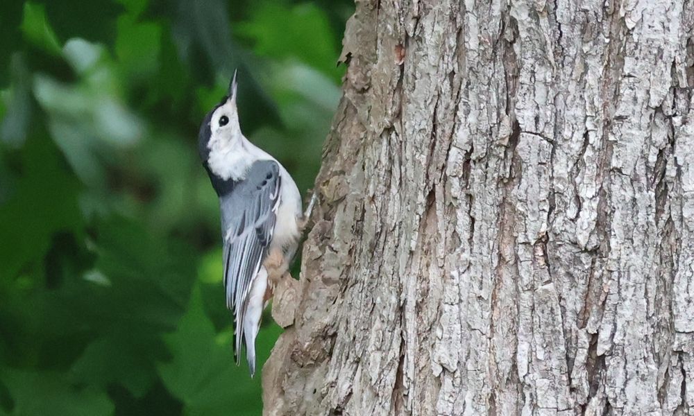 A white-breasted nuthatch with white, black, and grey plumage. It has a white back, black head, and grey and black wings, and a white throat and belly. In this photo, it's perched on the side of a tree looking up.