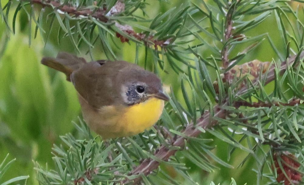 A female common yellowthroat with grey feathers on her back, wings, and head, and yellow feathers on her throat and belly. She has a black eye and white and black speckles around it.  She is sitting on the branch of a small evergreen tree.
