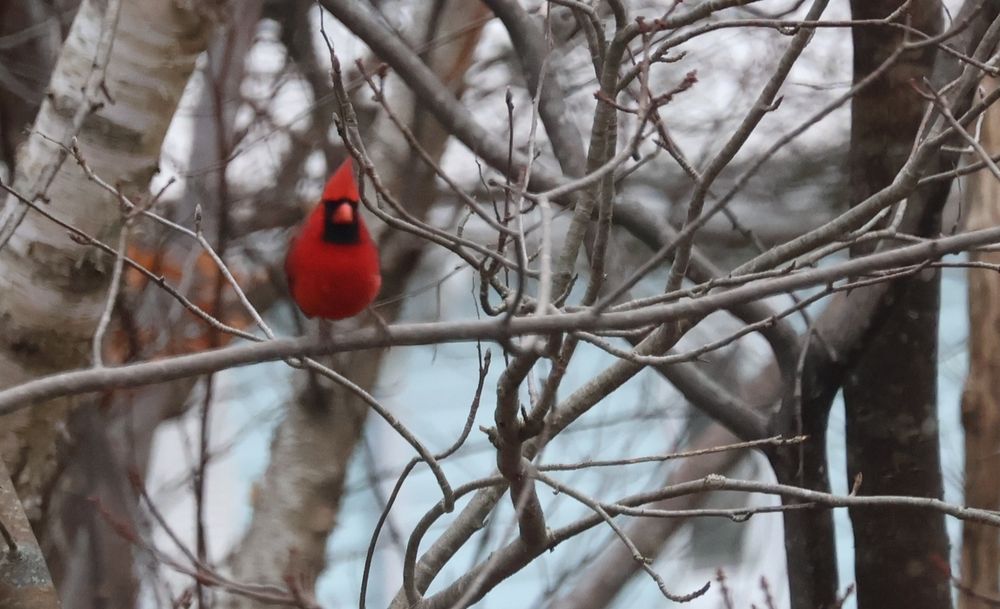 A bright red male northern cardinal with a black mask and crest red and beak sits on a branch of a leafless tree.