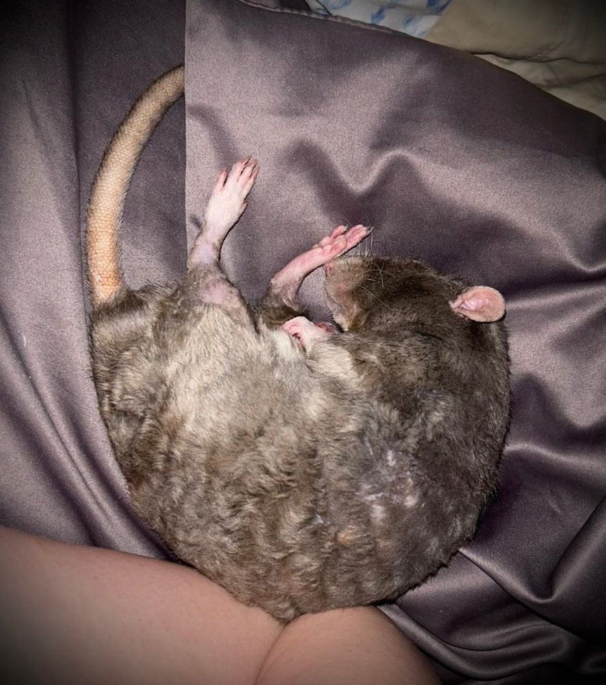 Rocky the Rex-haired Rat curls up lovingly next to his favourite human, my daughter. They’re inseparable indeed. 