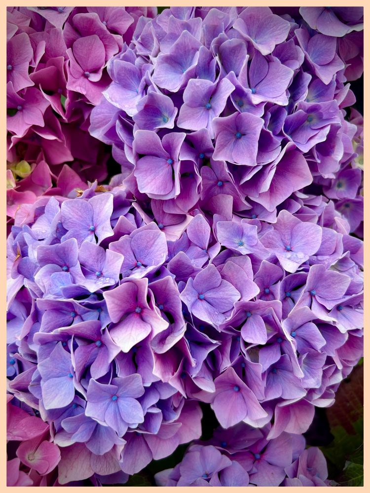 In folklore Hydrangea were sometimes linked to vanity and boastfulness due to their large, showy blooms. However, they are also associated with abundance, gratitude, and even spiritual understanding. Some believe that the changing colors of hydrangea blooms reflect the moods of faeries.

A popular Japanese legend tells of an emperor who gifted blue hydrangeas to the family of the woman he loved as a way to apologize for neglecting her in favor of his work. This legend is a key reason why blue hydrangeas symbolize gratitude and apology in Japan.