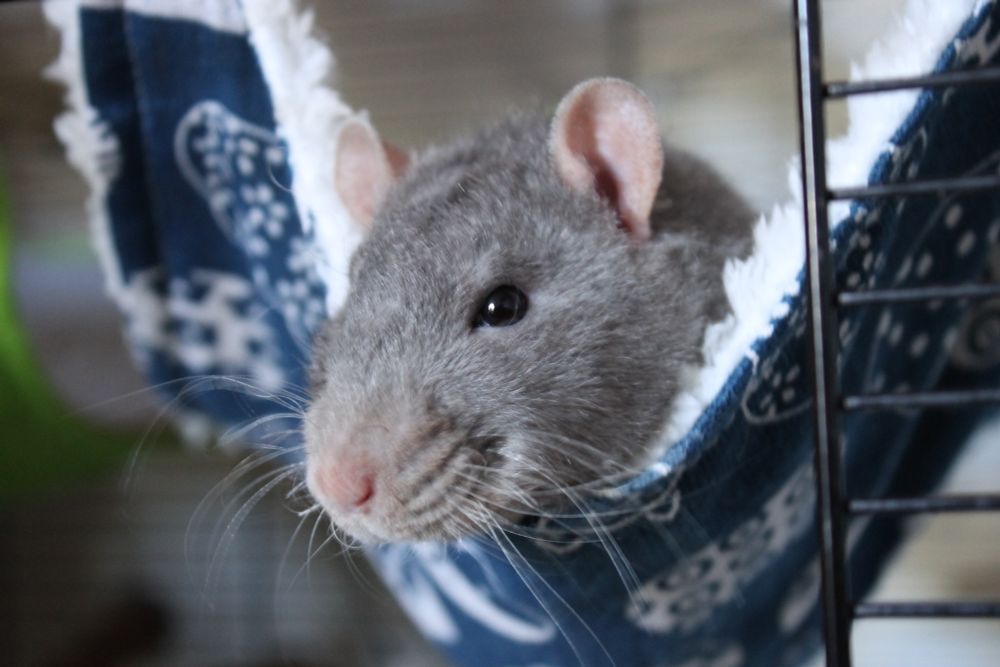 Rocky the grey Rex curly haired rat, hanging out in his new hammock, showing off his whiskers with a cheeky glint in his eye. 