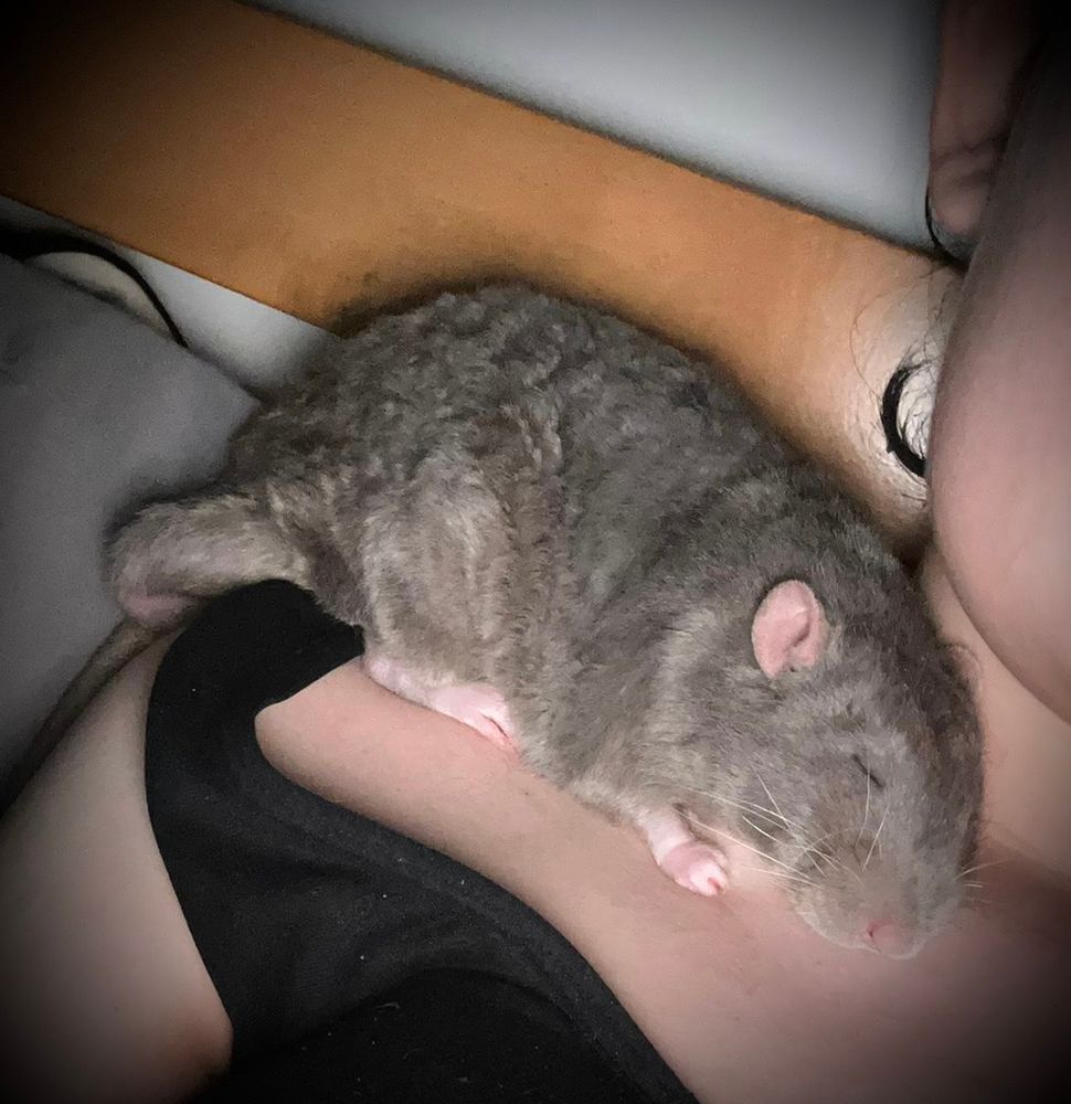 Rocky sleeps like a parrot on shoulders. He chooses this. ❤️ 🐀 
