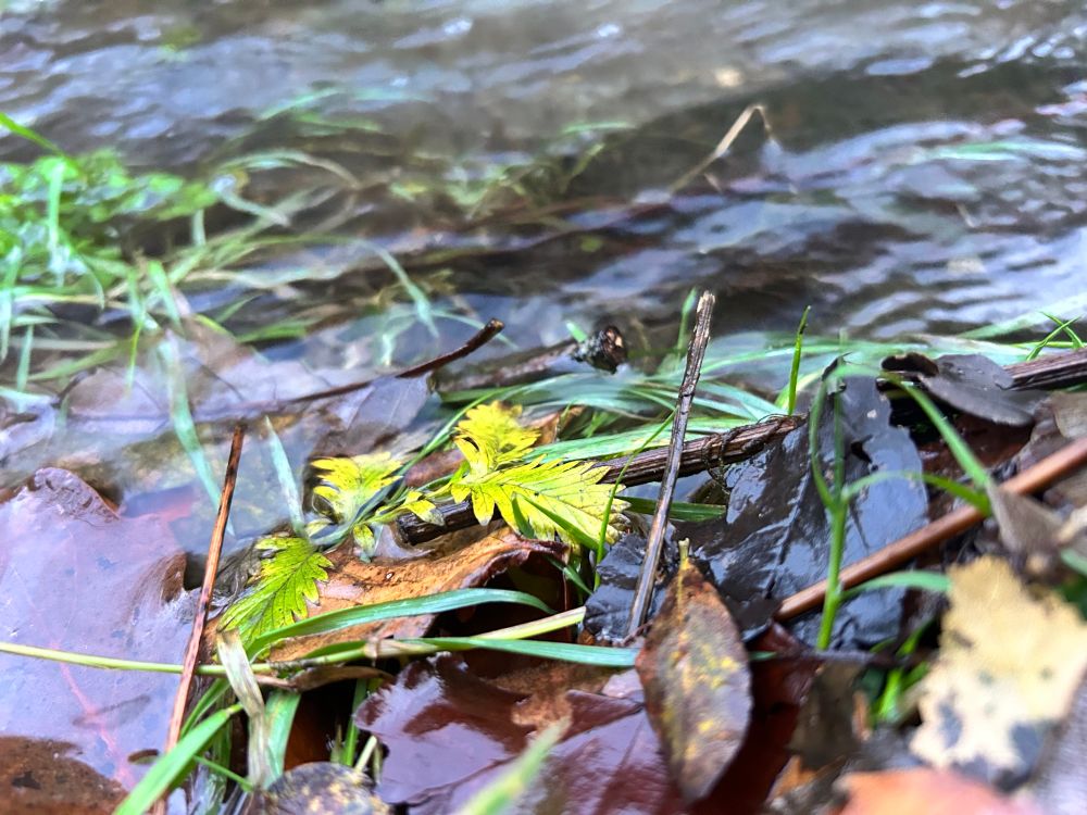 Fallen leaves gather at rivers edge in a Samhain ceremony, welcoming in next turn of the wheel.