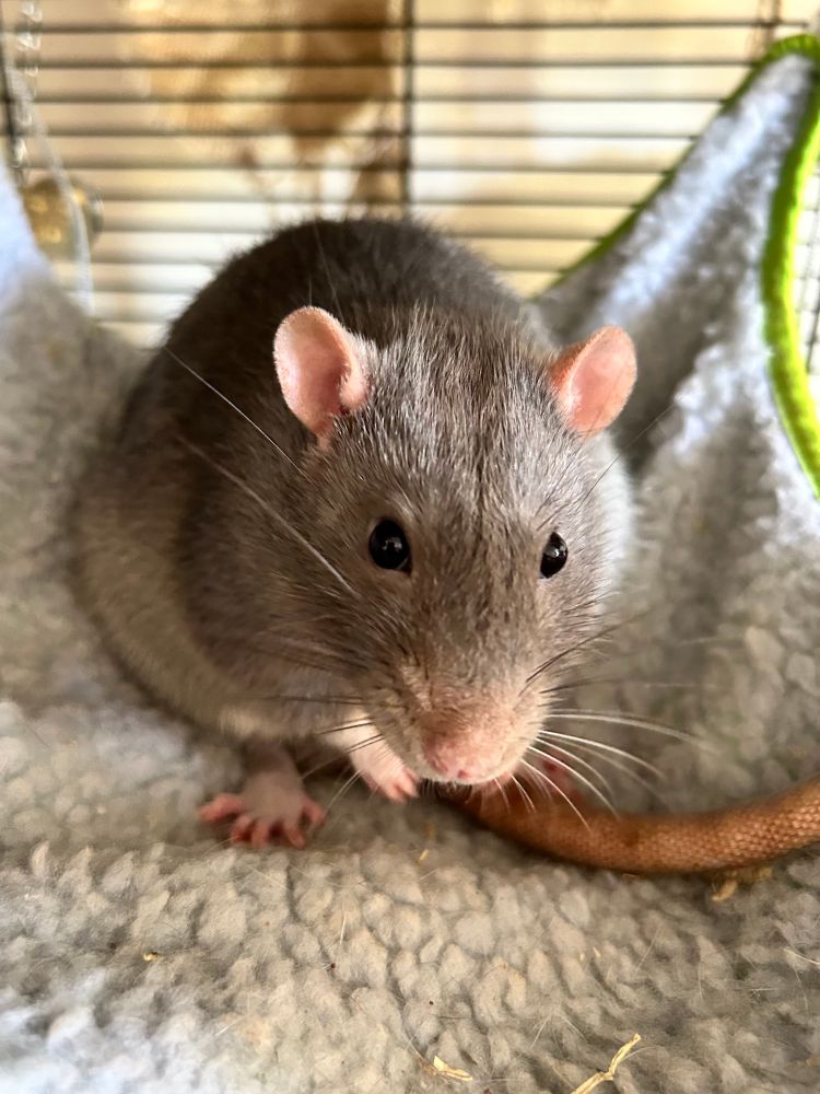 Pip, a beautiful grey rat preens himself in the comfort of his hammock but looks up for a second, to engage in abstract thought at the sight of a large odd looking human - giver of snacks.