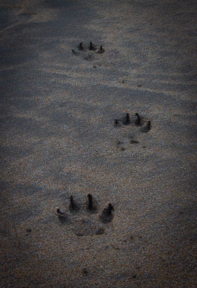 Paw prints in the sand.  