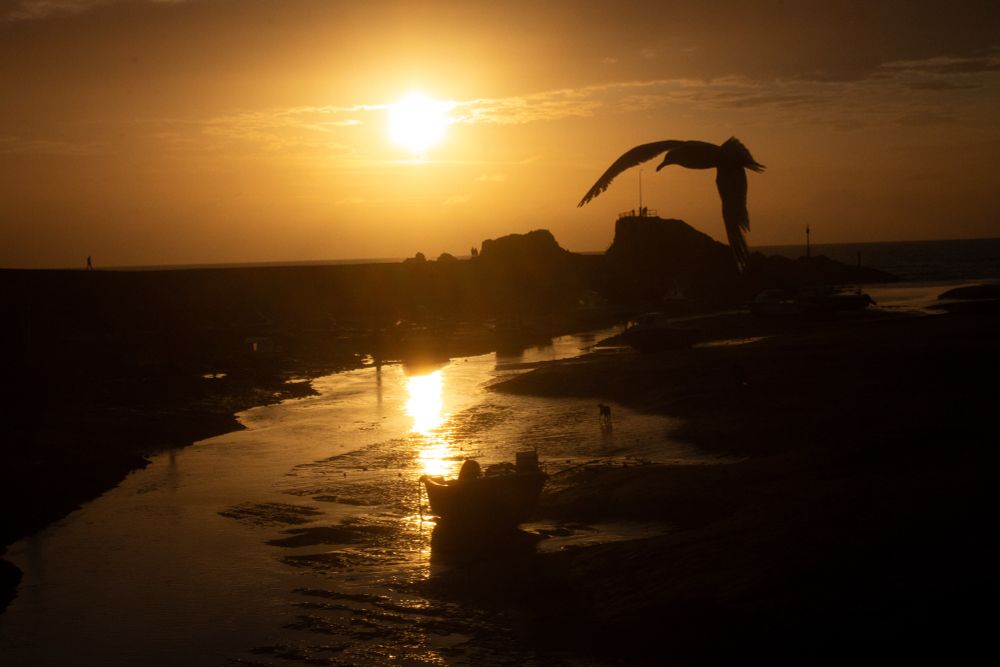 Priceless moment where camera captures seagull in focus, flying across sunset beach landscape. Golden skies and sun reflects on beach outlet and moored boats before breakwater.