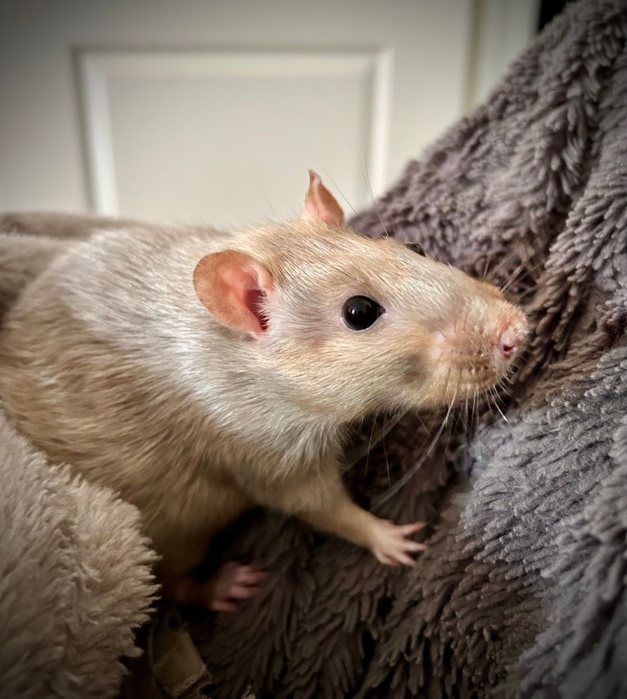 Demi - the cutest, most unassuming, reserved, debonair, gentlerat that ever lived. Will be greatly missed. 