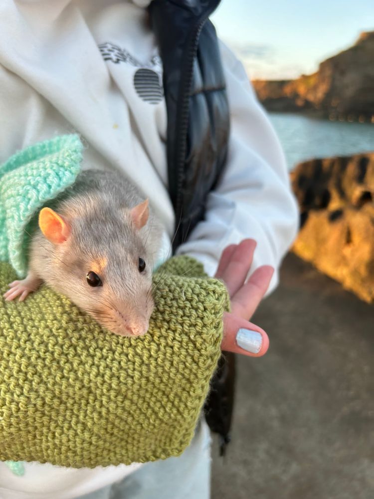 Demi enjoying a little walk/carry by the sea with his favourite human. 