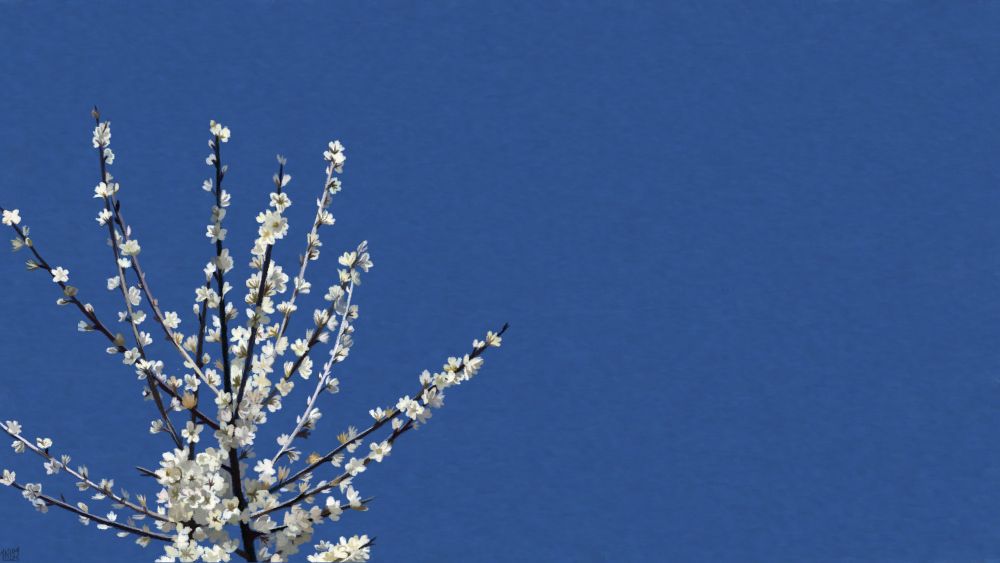 Digital painting of a flowering blackthorn shrub against the backdrop of a clear, bright blue sky.