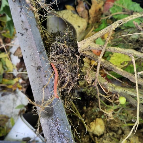 A worm on a compost bin