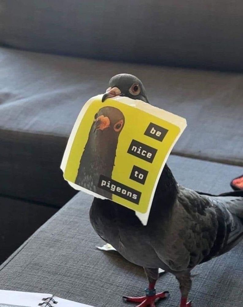 A pigeon standing proudly a couch, holding a piece of paper in its beak. The paper is a photo of itself on a yellow background, with text on the side saying "be nice to pigeons". Even pigeons can do a bit of activism !