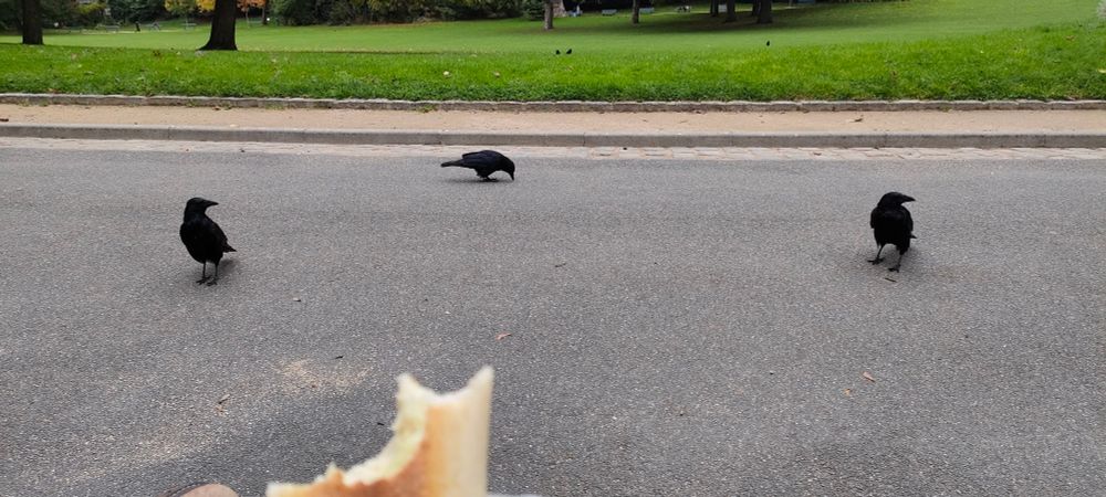 Picture of  3 crows standing on a park asphalt road, 2 looking expectantly at the sandwich held in frame