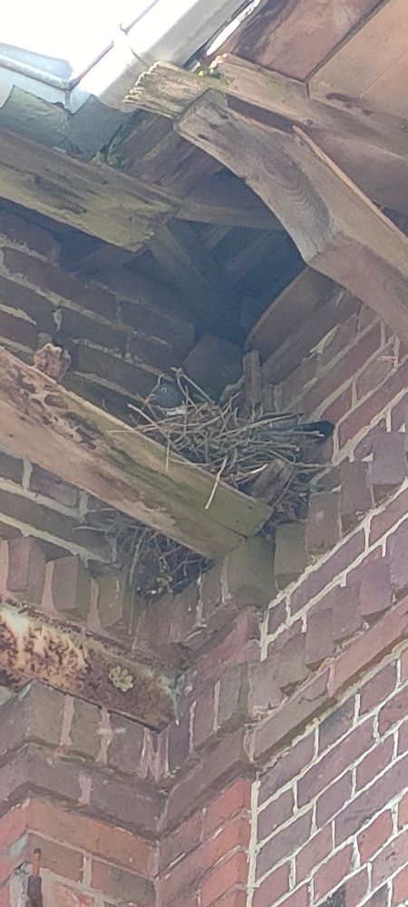 Picture of a wood pigeon in a nest under a roof. The nest is placed on a plank balancing between a brick ledge and a wooden beam (off frame).