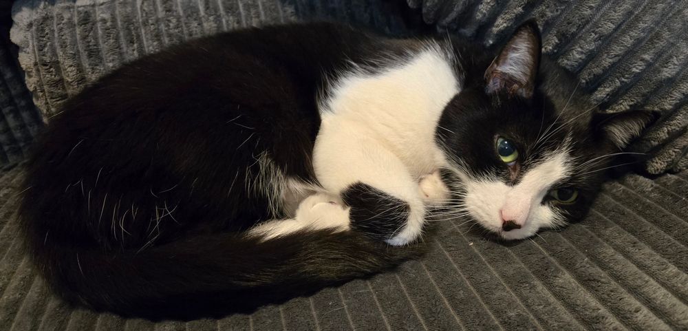 Photo of a tuxedo cat lying down on a couch