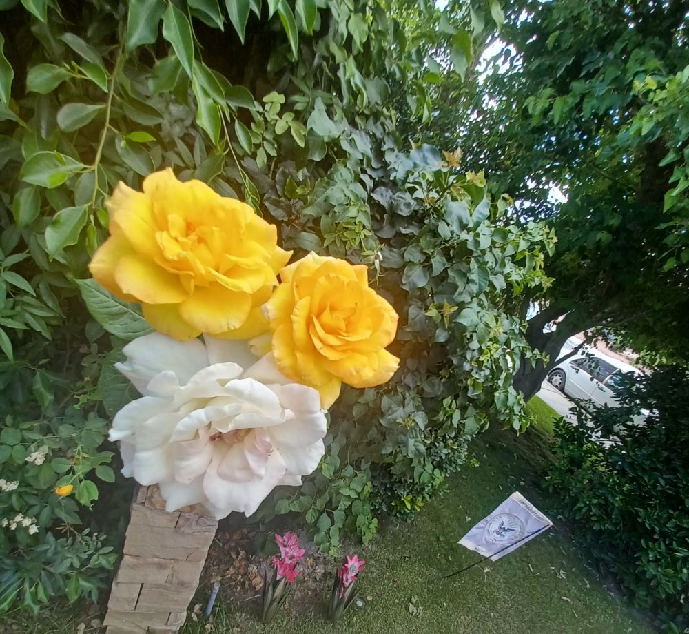 Comment image