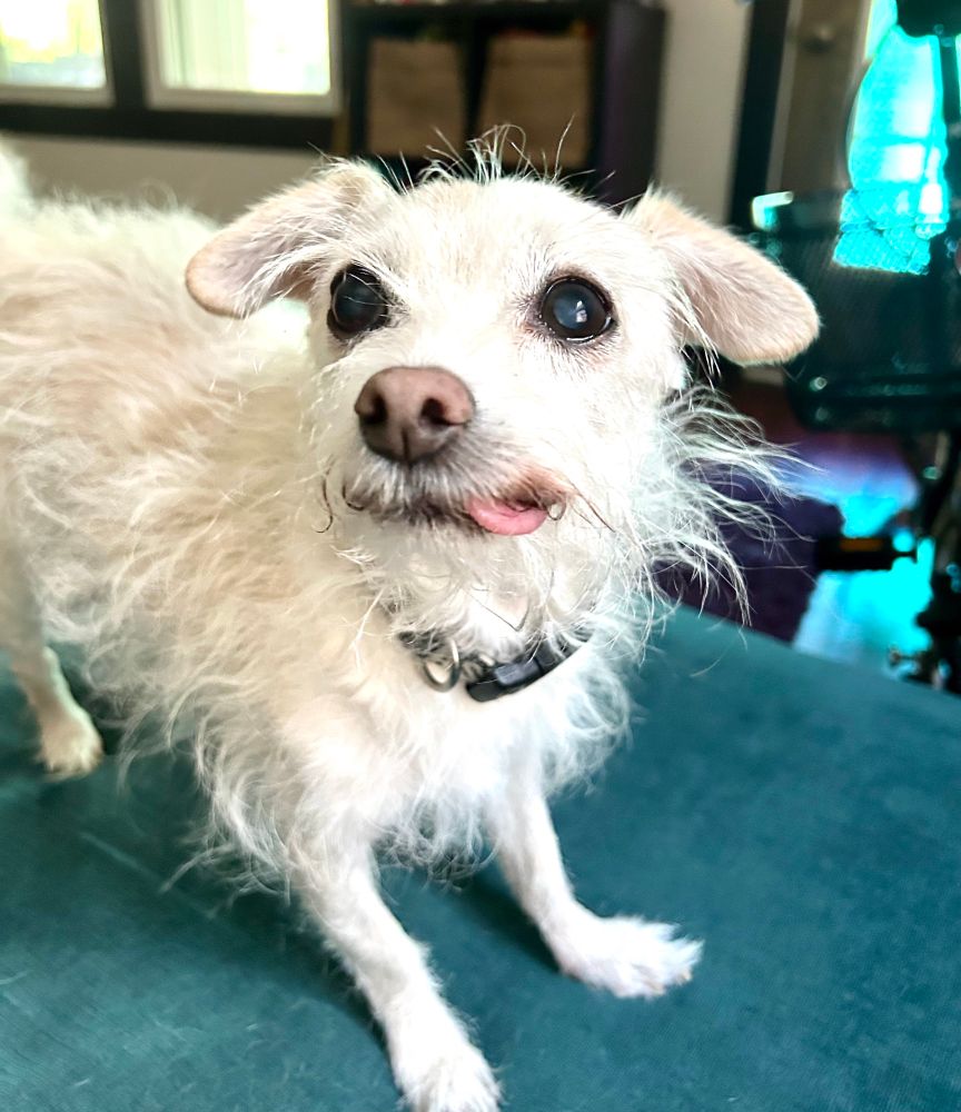 Small white terrier mix dog with tongue sticking out to side