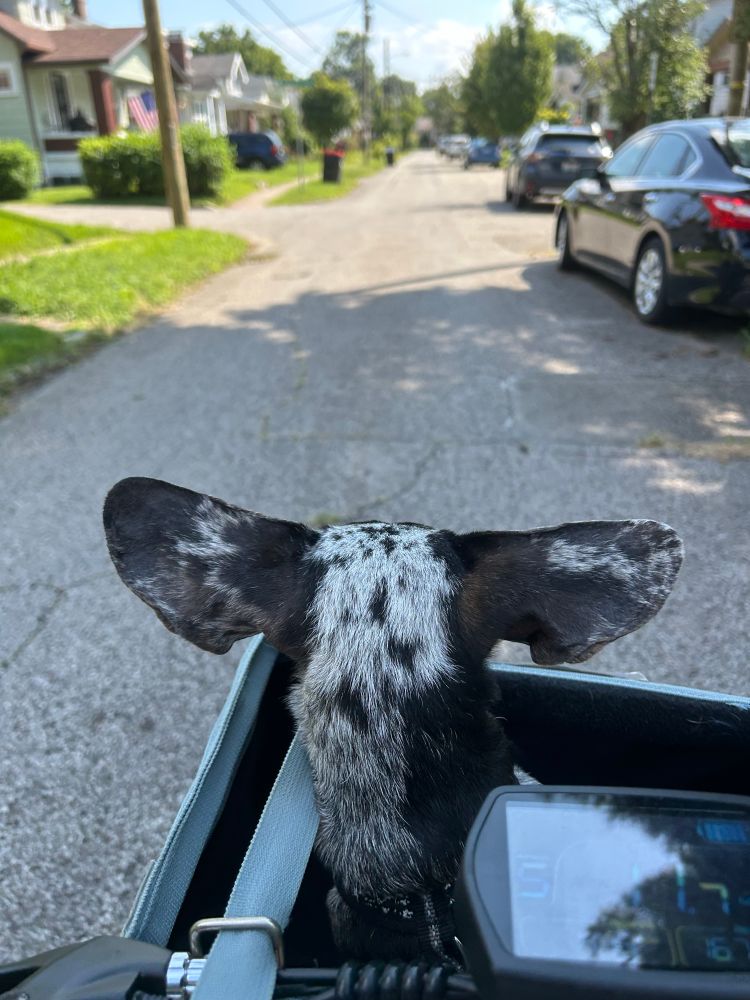 Dappled black dachshund with both ears horizontal is in middle of street riding a bike in a front carrier