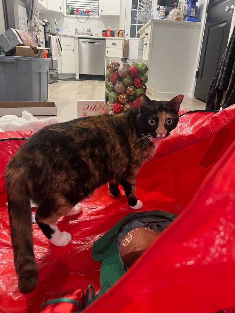 Tortie cat sitting in empty Christmas tree bag with ornaments 