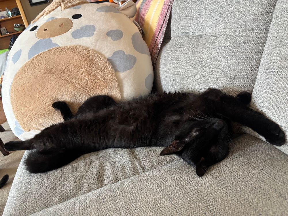 A black cat sleeping on its back on a grey couch with a cow squishmallow in the background. 