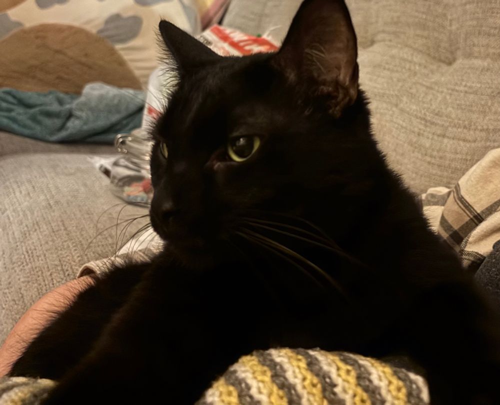 A front/side profile of a black cat, looking mildly petulant after being denied pizza goldfish crackers. 