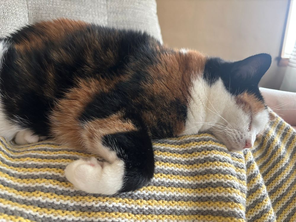 A white calico cat with white, black, and orange splotches, white paws and face, sleeping on a blanket with a front paw to the side and the paw curled under. 