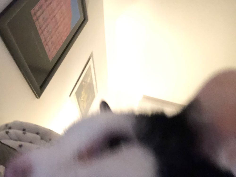 my black and white cat very zoomed on his face
it's blurry